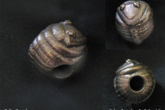 trilobead
